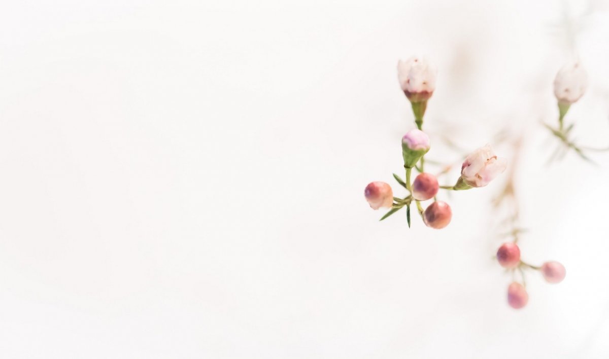 Цветы светлые