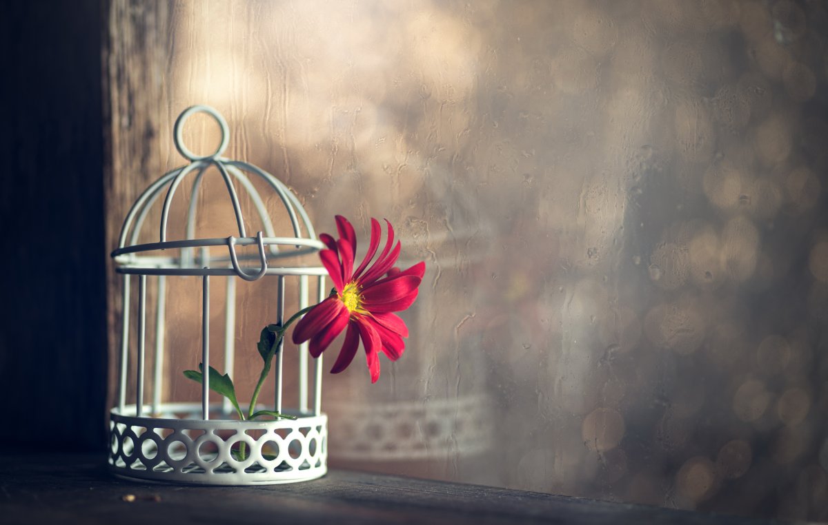 Блокнот на фоне цветов