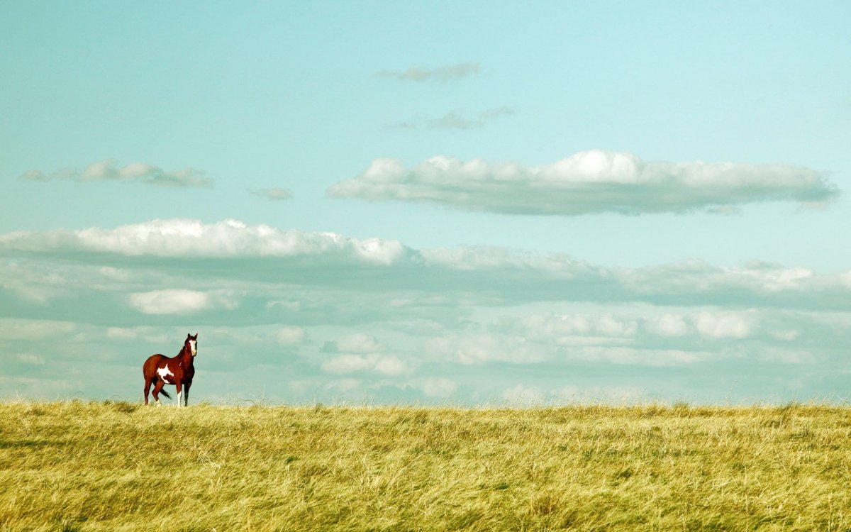 Лошадь в поле