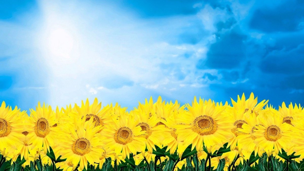 Фон Подсолнухи