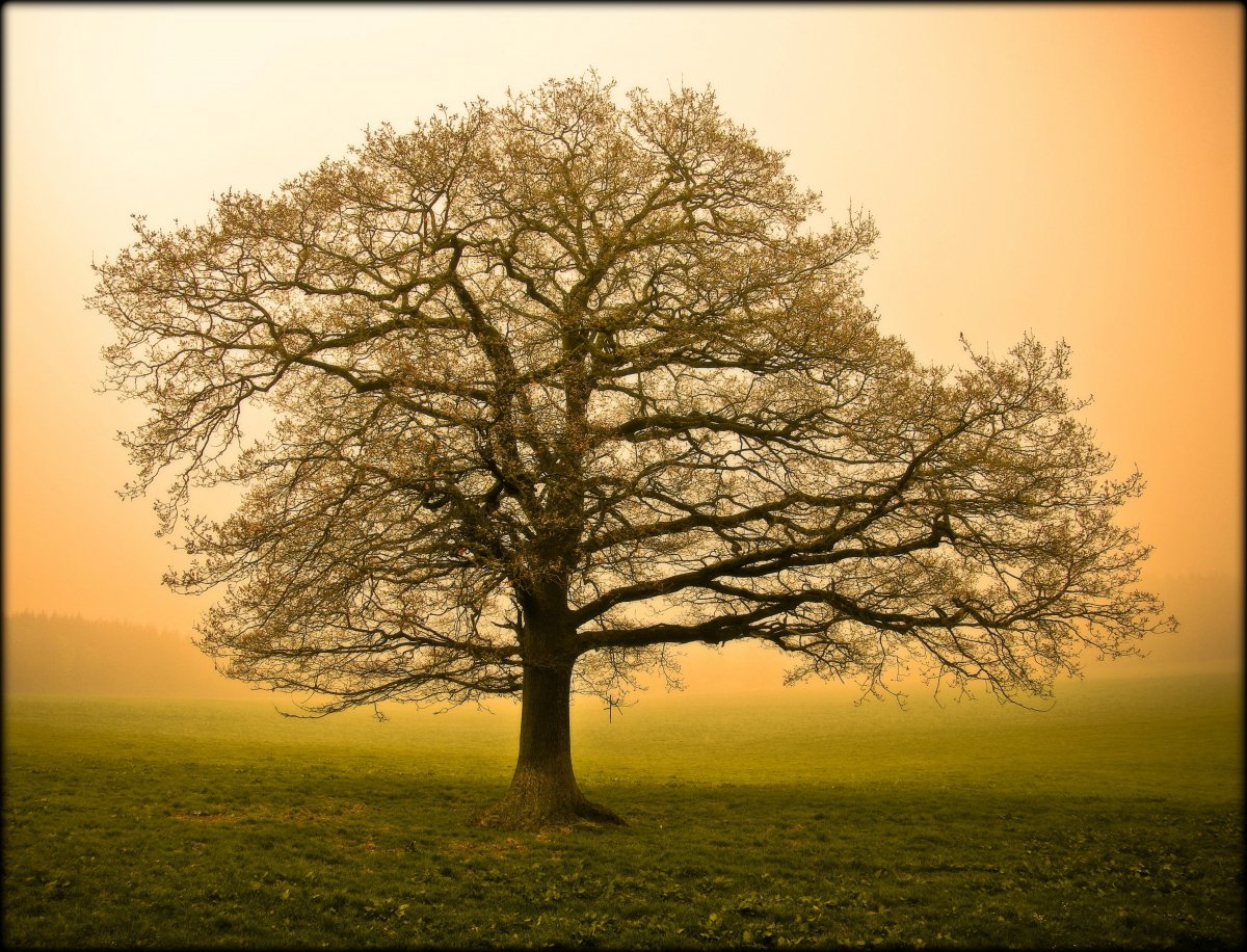 Ветвистое дерево