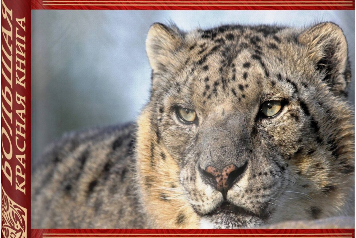 Красная книга животных фон