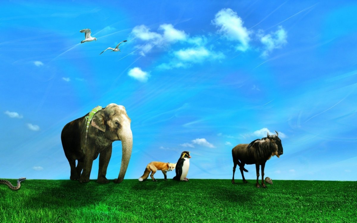 Фон для презентации животные