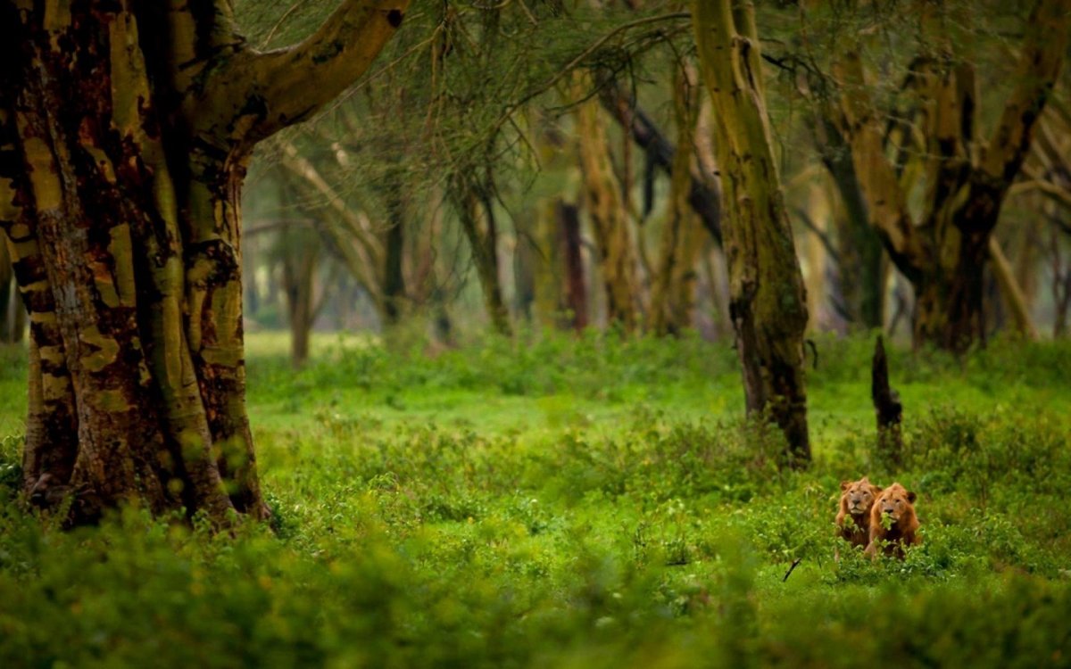 Дикая природа лес