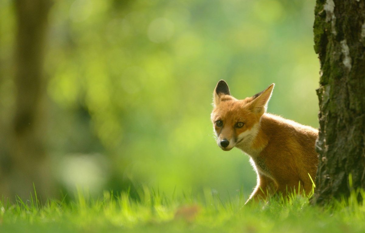 Лиса на Лесной Поляне