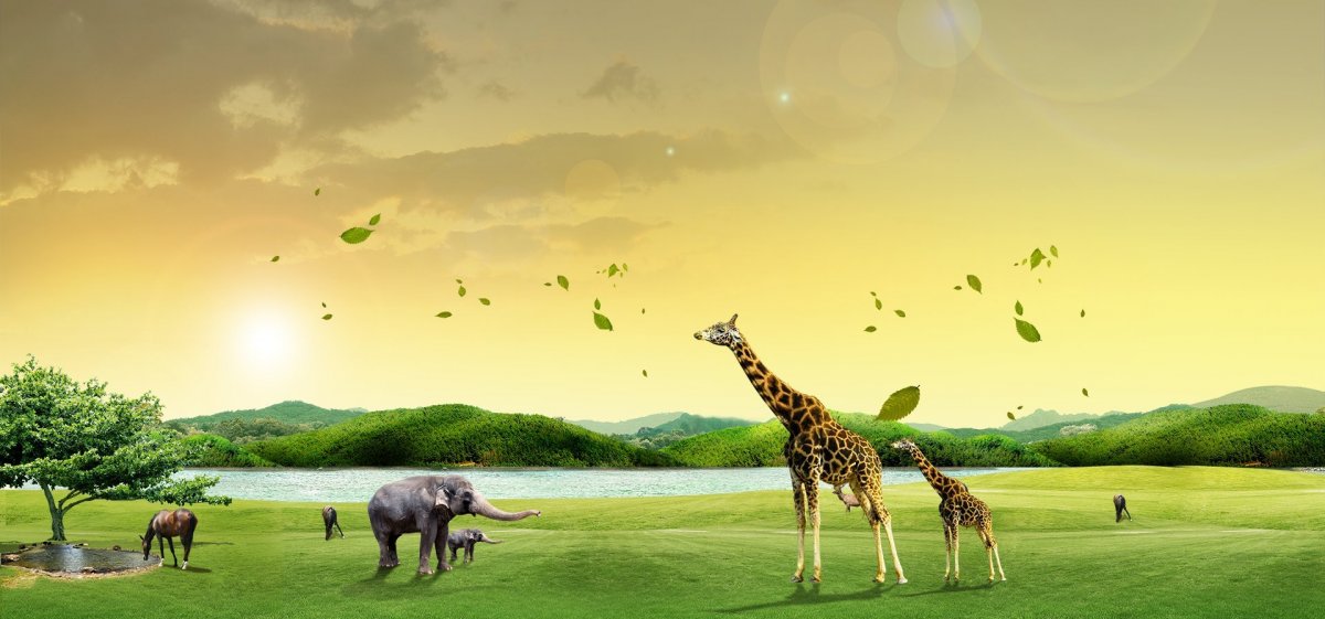 Планета животных