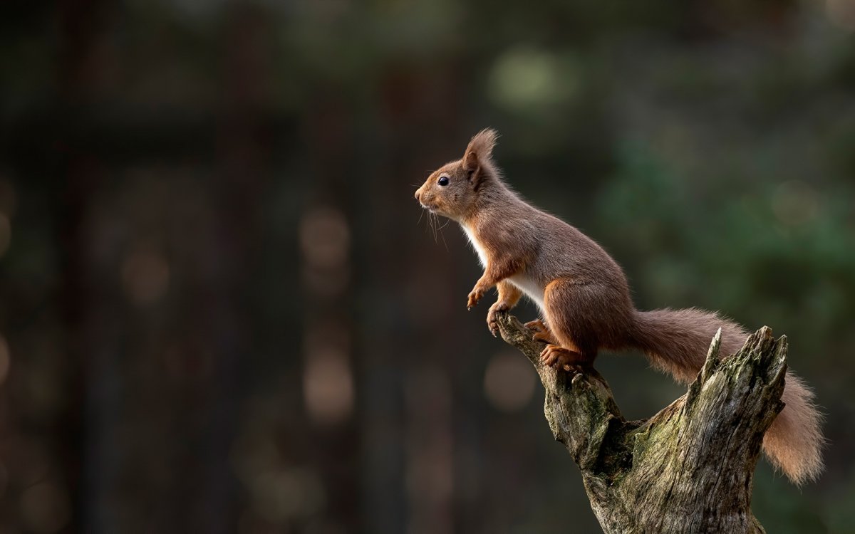 Белки на рабочий стол