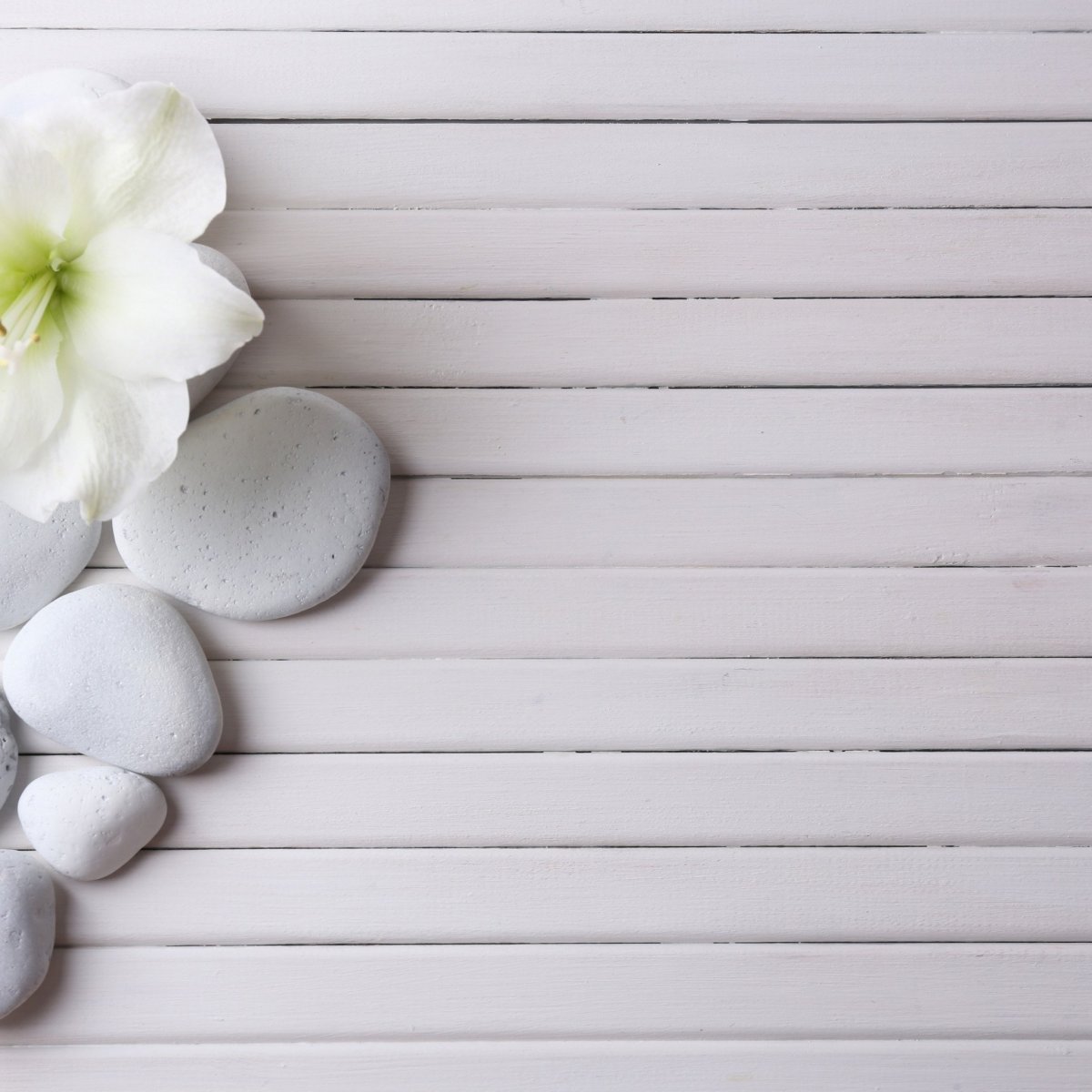 Фотофон с цветами