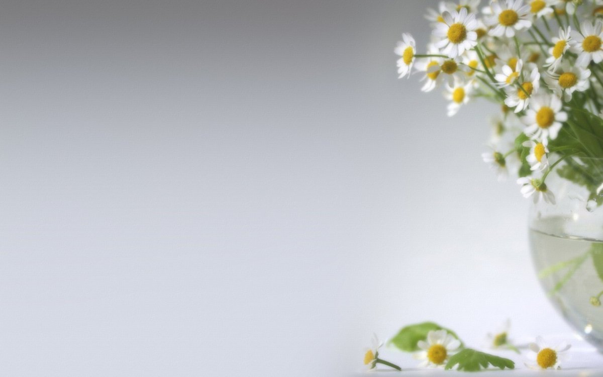 Красивый фон с ромашками