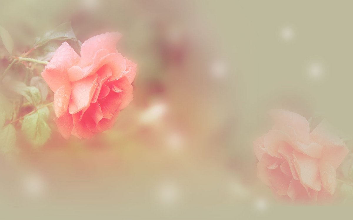 Фон розы нежные