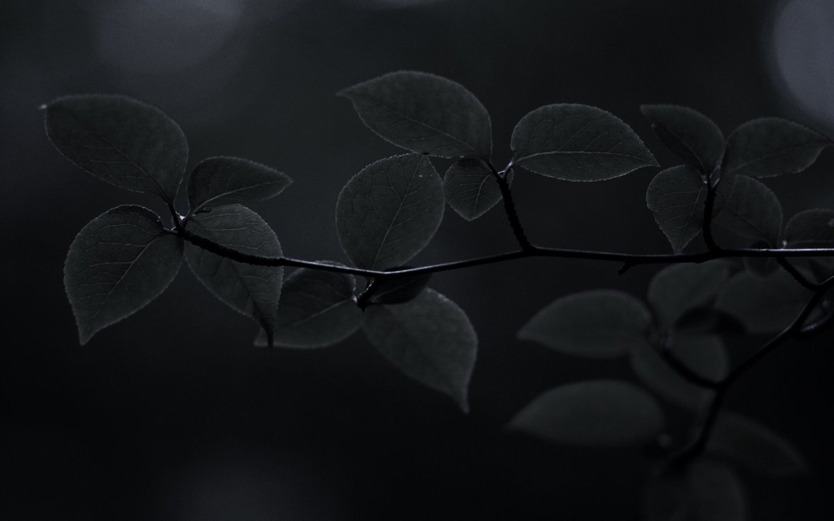 Красивые темные обои