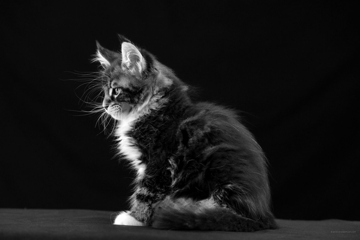 Кошка на черном фоне