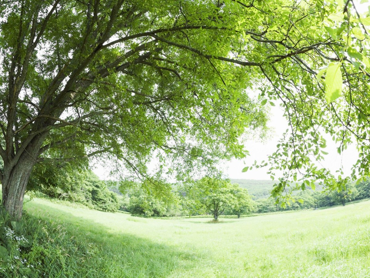 Панорама деревья
