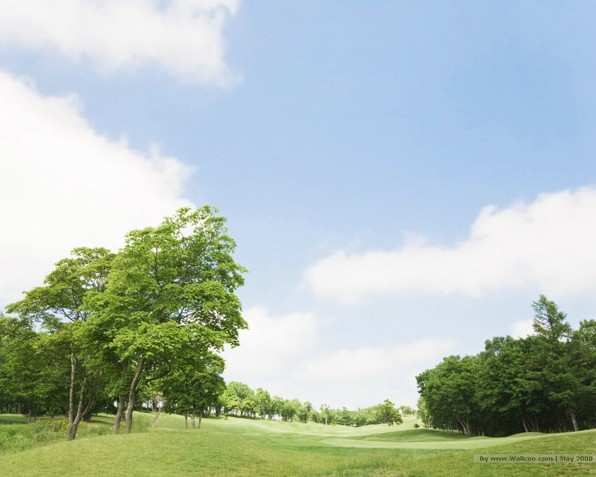 Фон с деревьями для визуализации