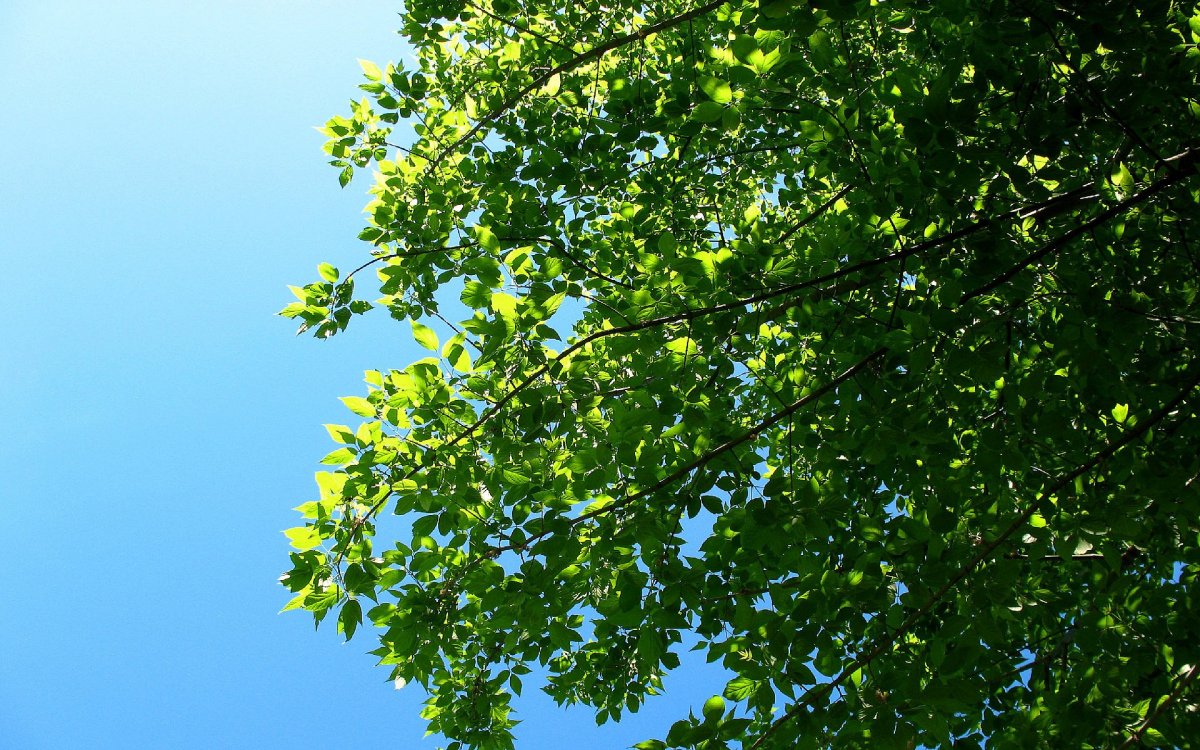 Кусты на фоне неба