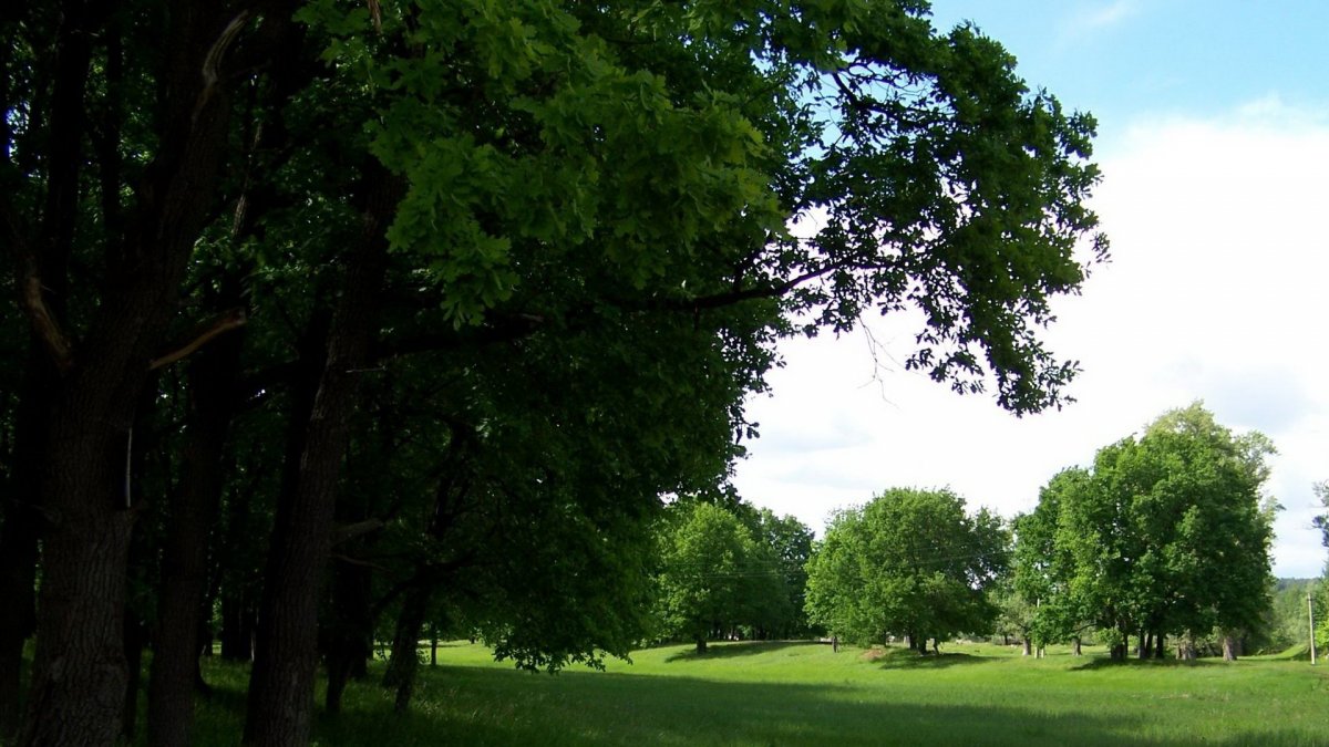 Вид из окна деревья