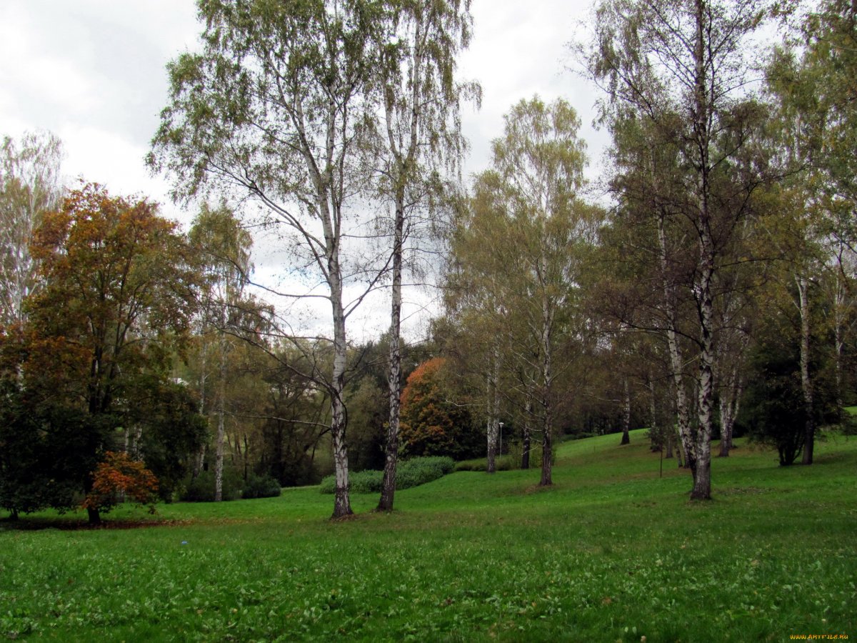 Вид за окном деревья