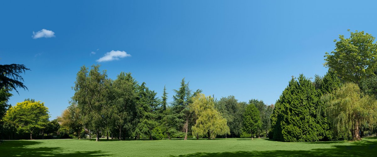 Панорама деревья