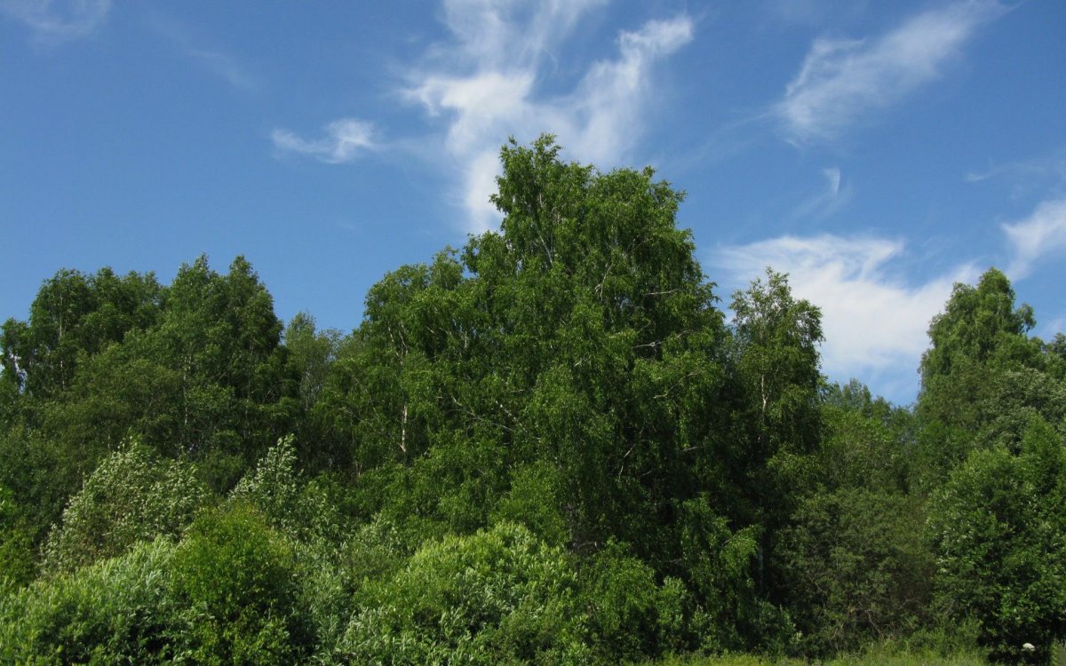 Лиственный лес