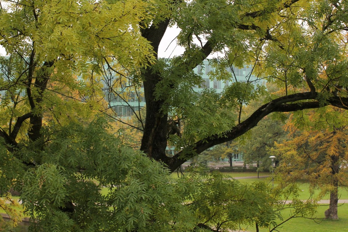 Деревья за окном