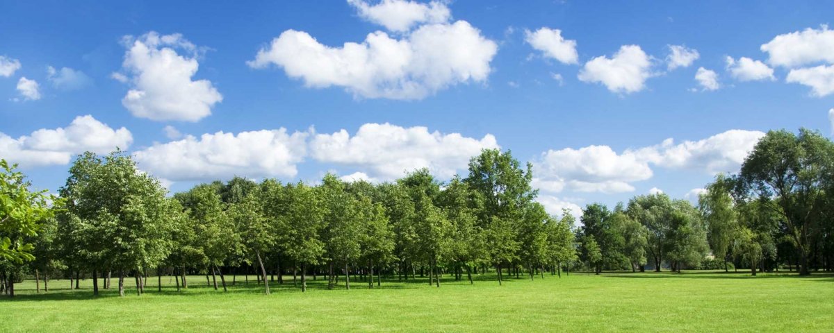 Панорама лиственного леса