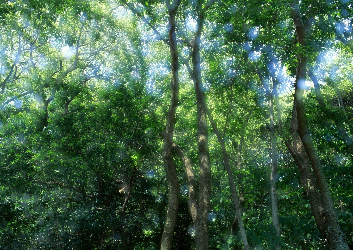 Вид из окна деревья