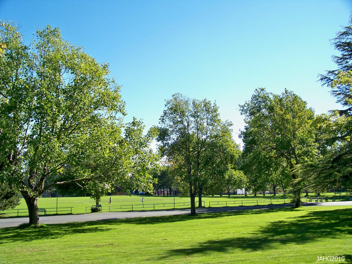 Деревья в сквере