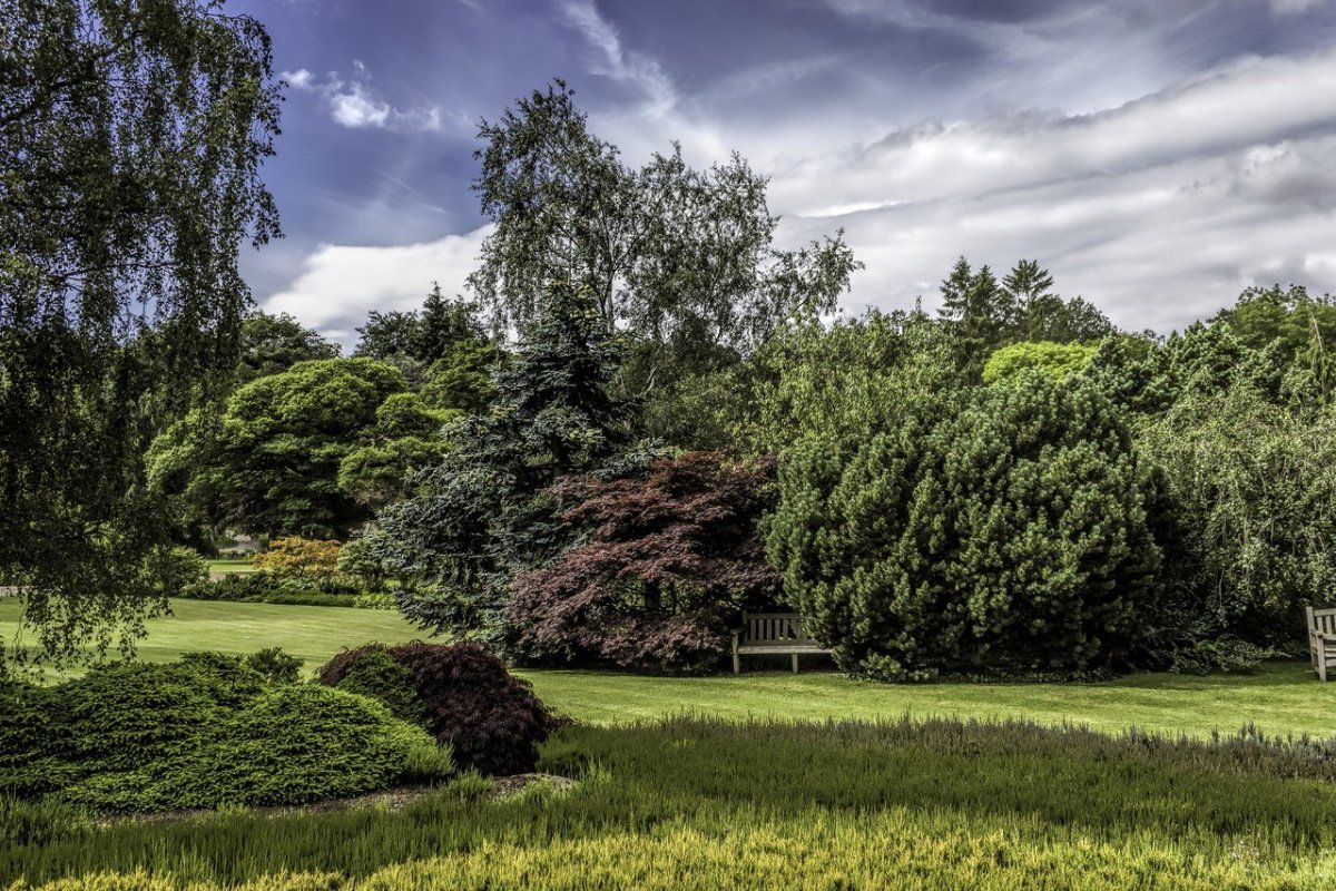 Природа кусты