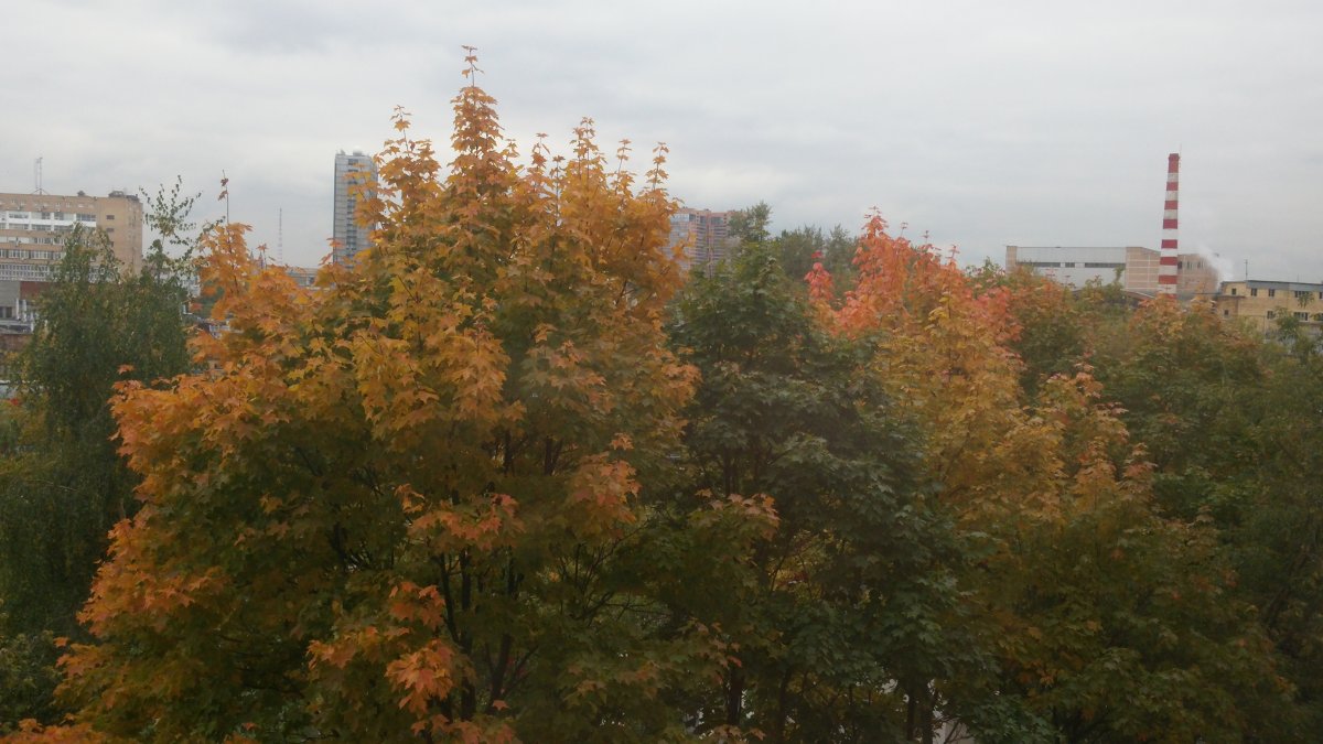 Вид из окна деревья