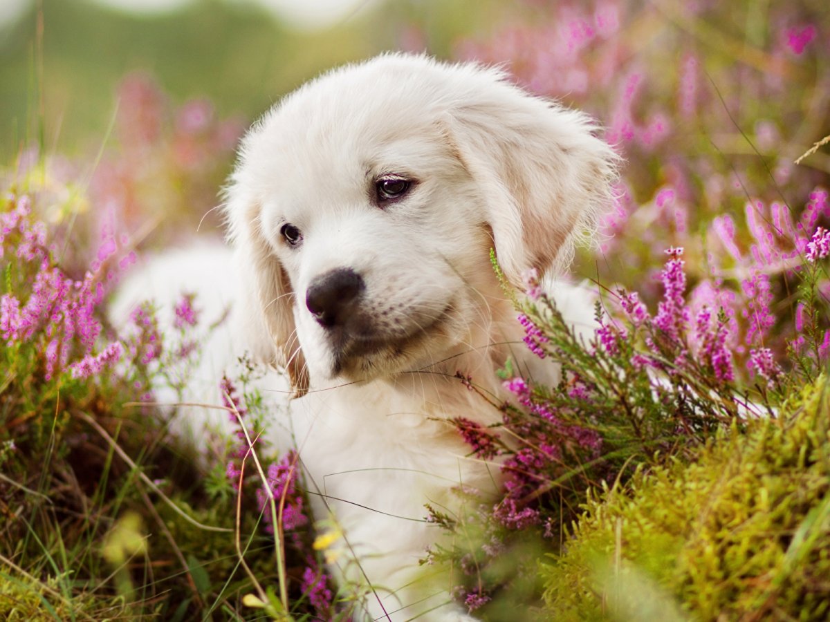 Красивые щеночки