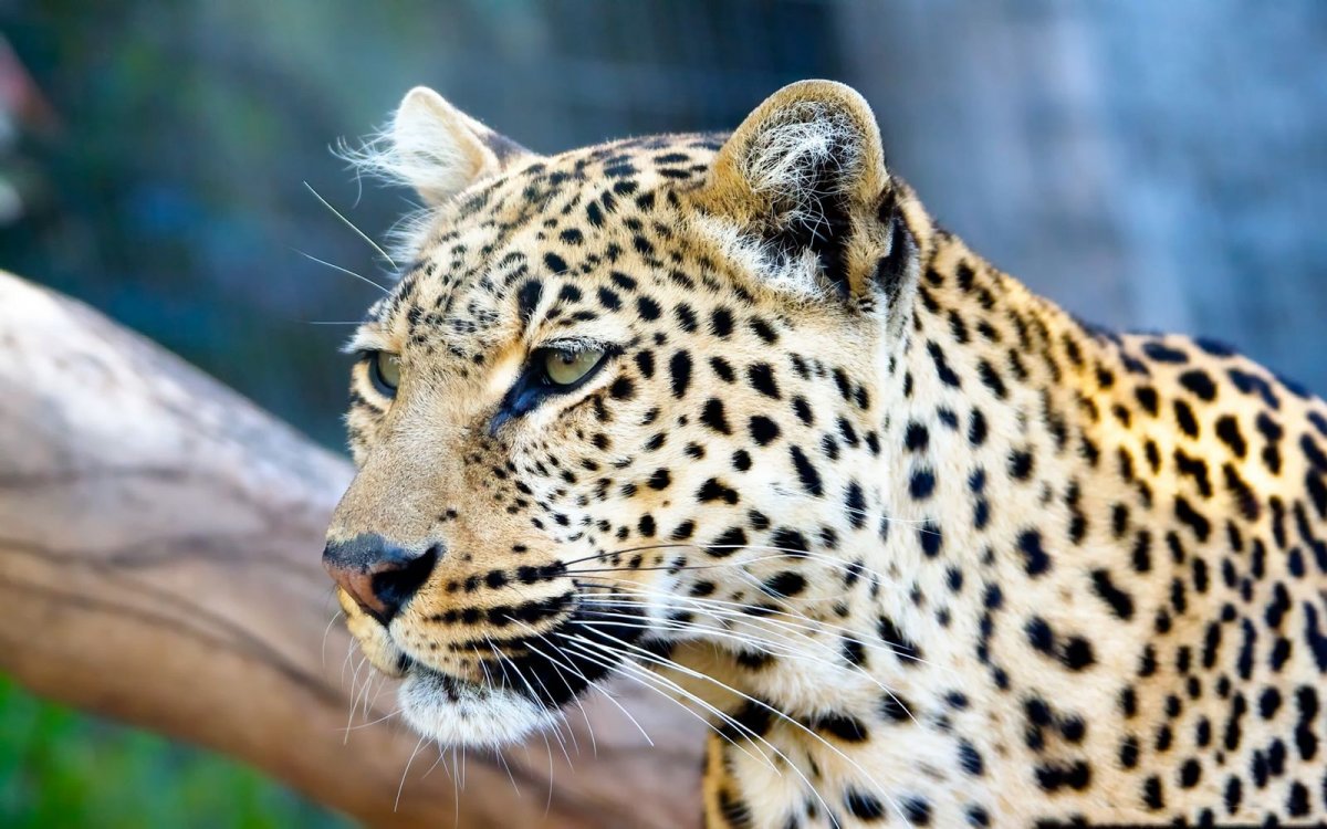 Пятнистый леопард