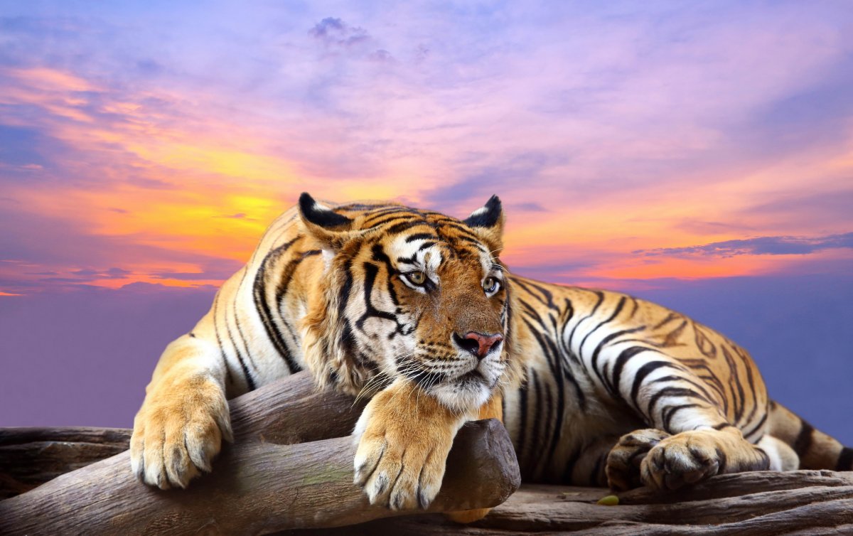 Заставка на рабочий стол тигр