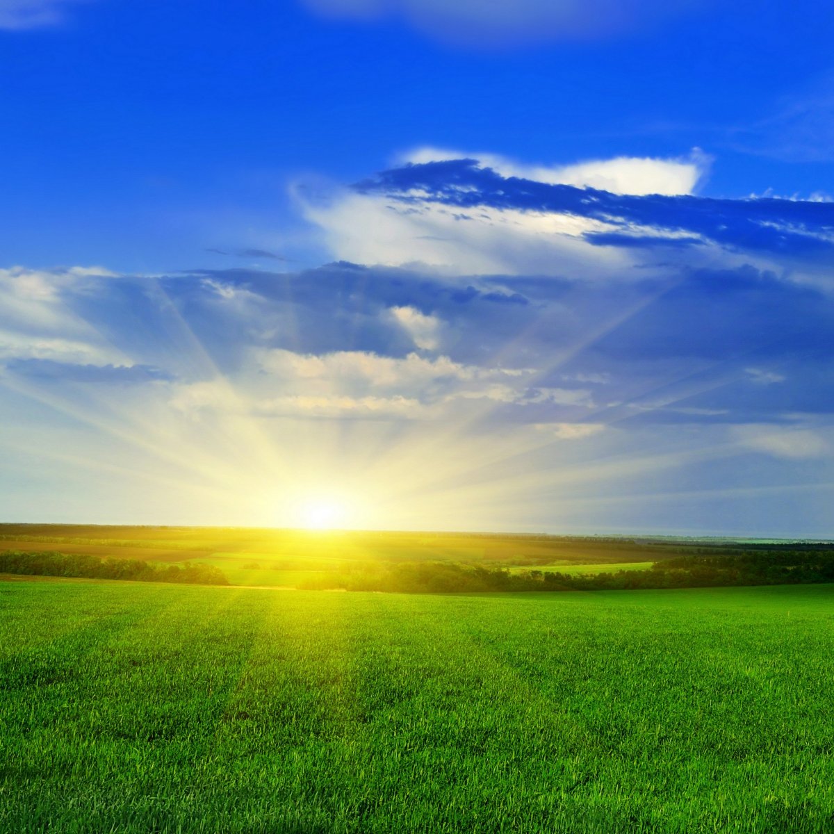 Поле солнце