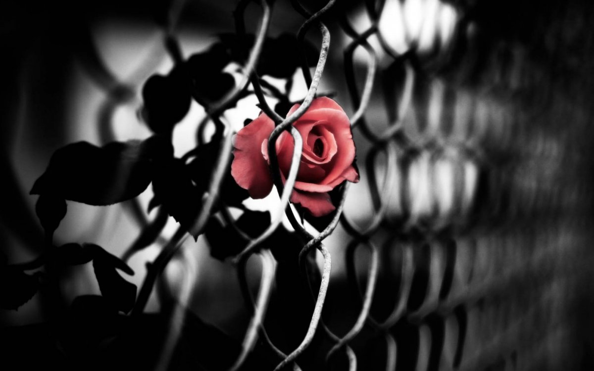 Кучер Janaga по щекам