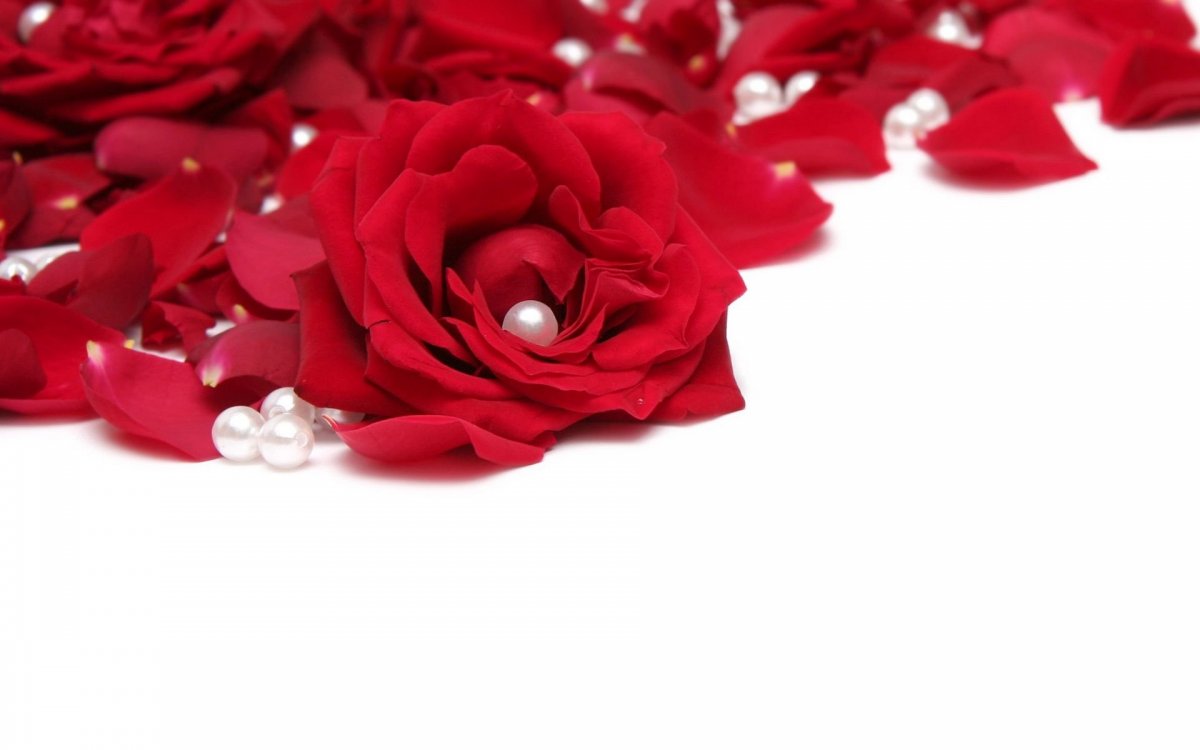 Красные розы на белом фоне