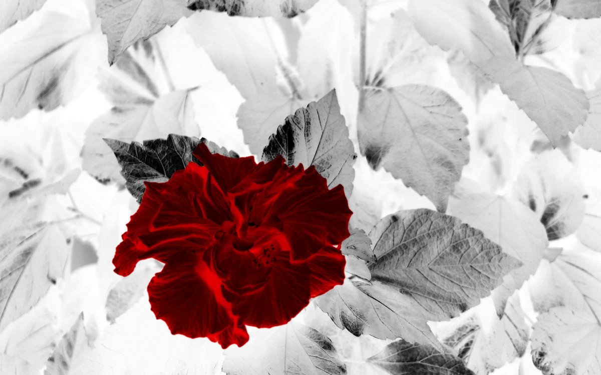 Серо красные цветы