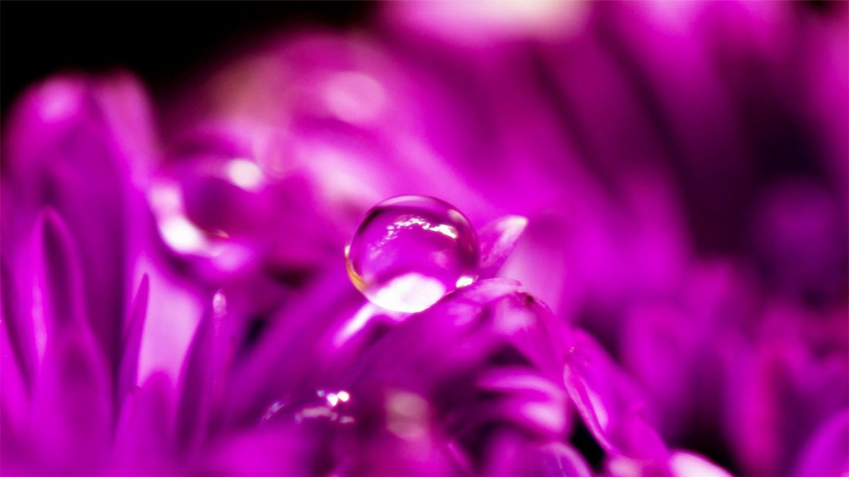 Сиреневый фон для рабочего стола