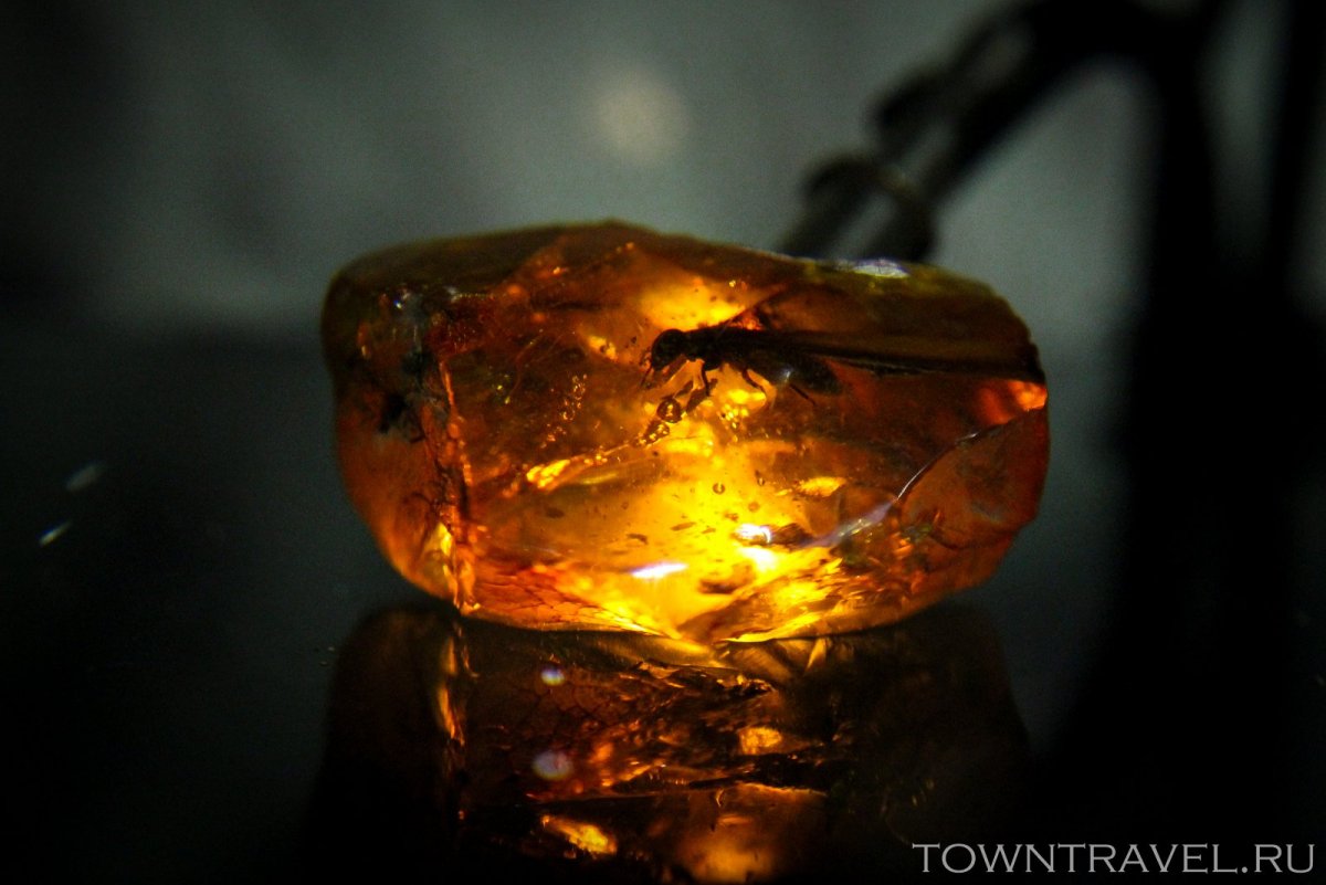 Древесная смола янтарь