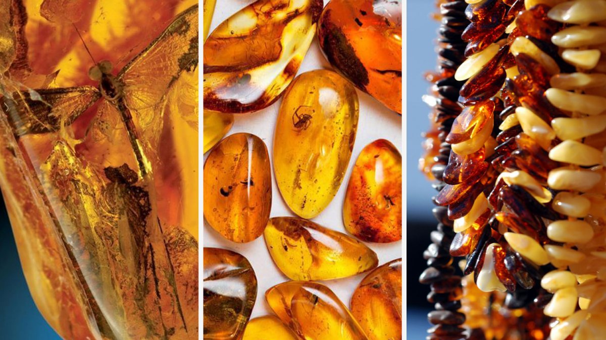 Хвойное дерево смола янтарь