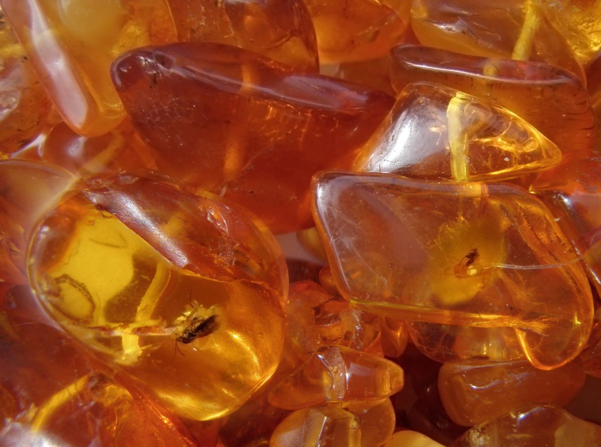 Янтарный цвет в природе