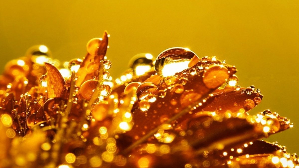 Природа в золотом цвете