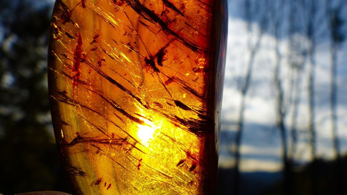 Янтарь в природе