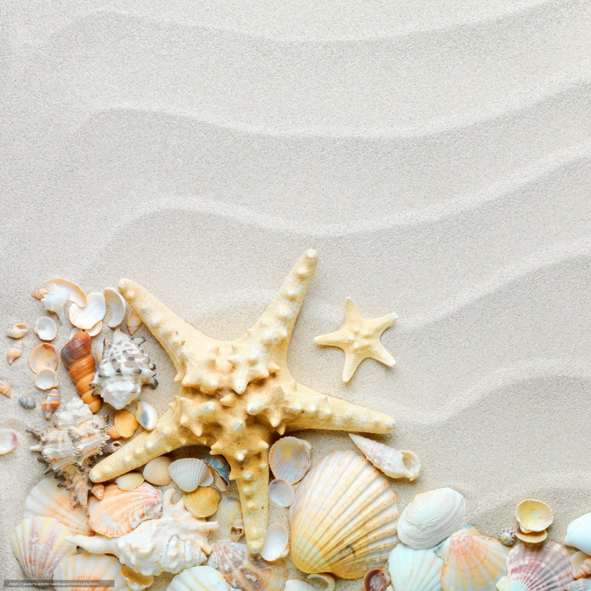 Морская тематика ракушки