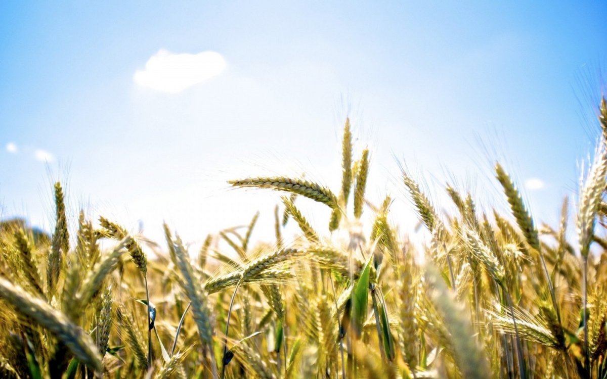 Пшеница Яровая Алабуга