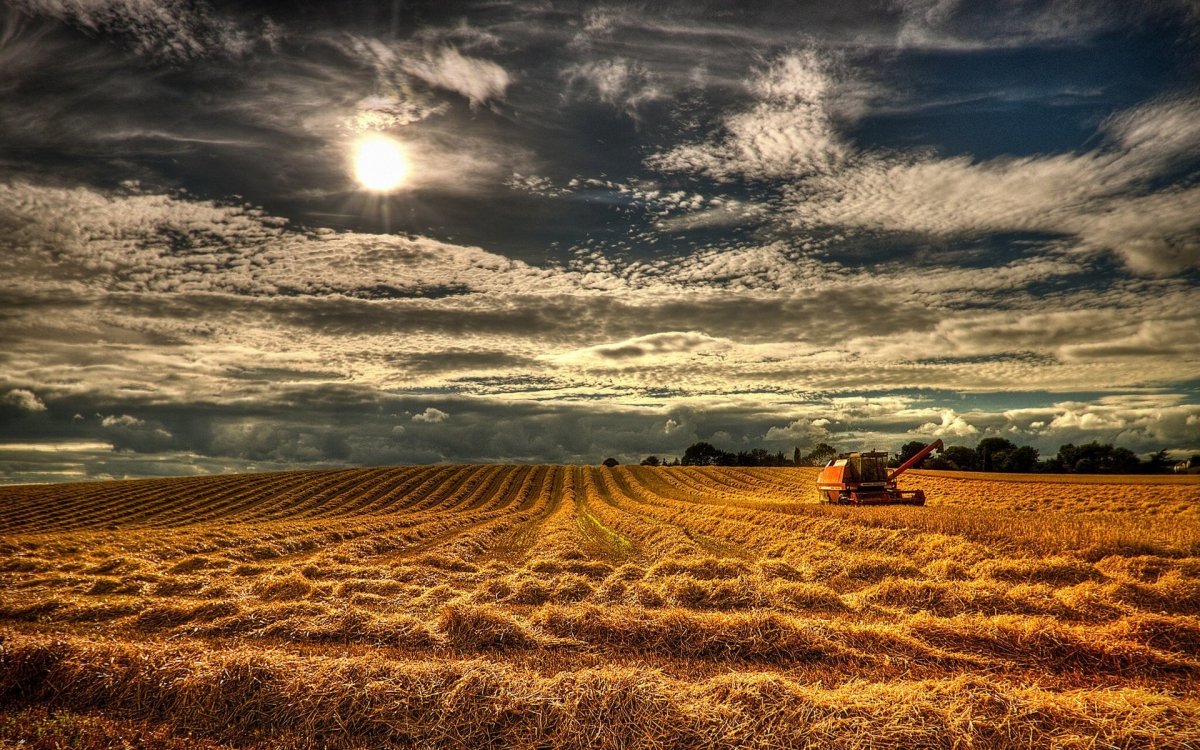 Сельскохозяйственный пейзаж