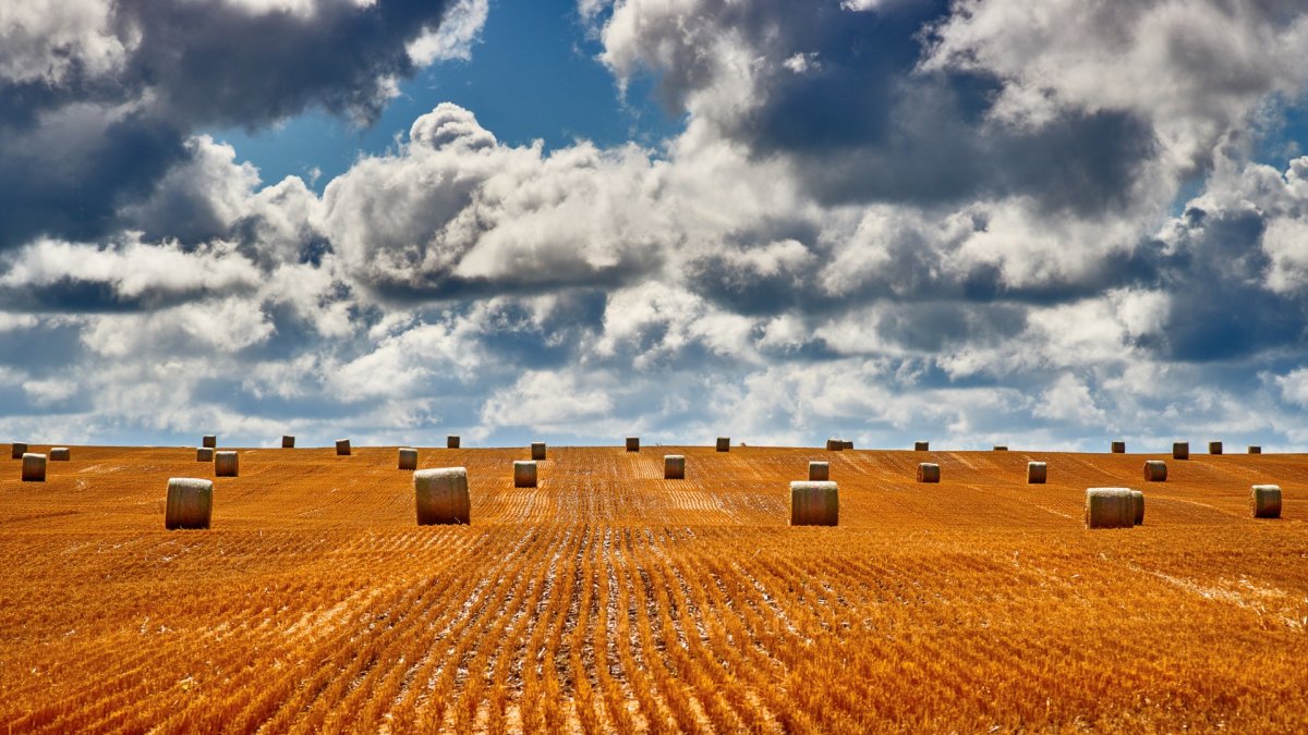 Поля пшеницы в Канаде