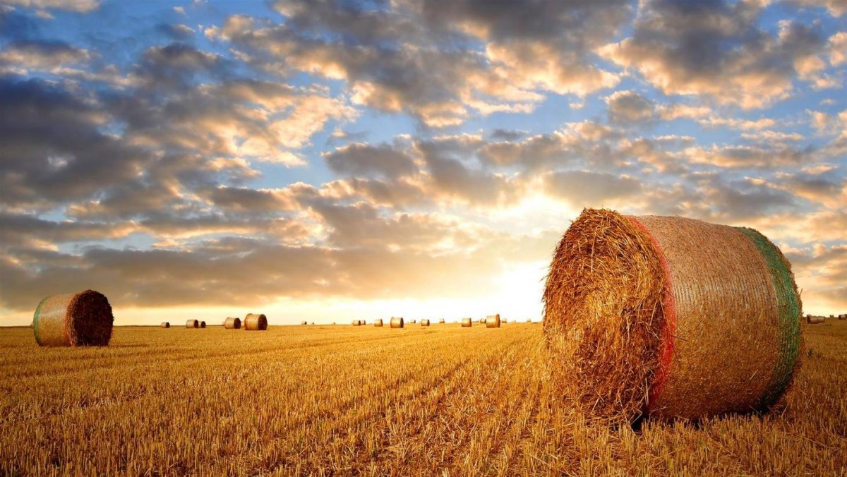 Фермерский пейзаж