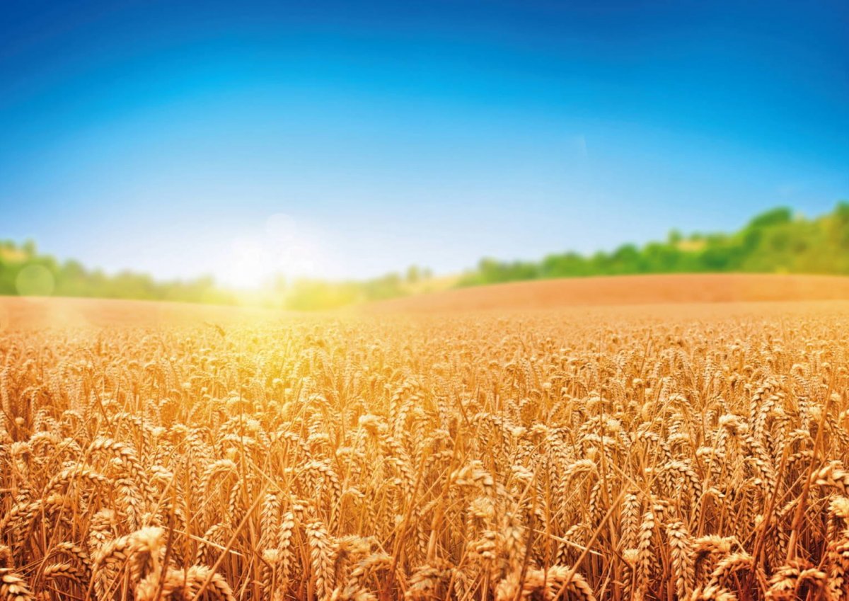 Поле рожь