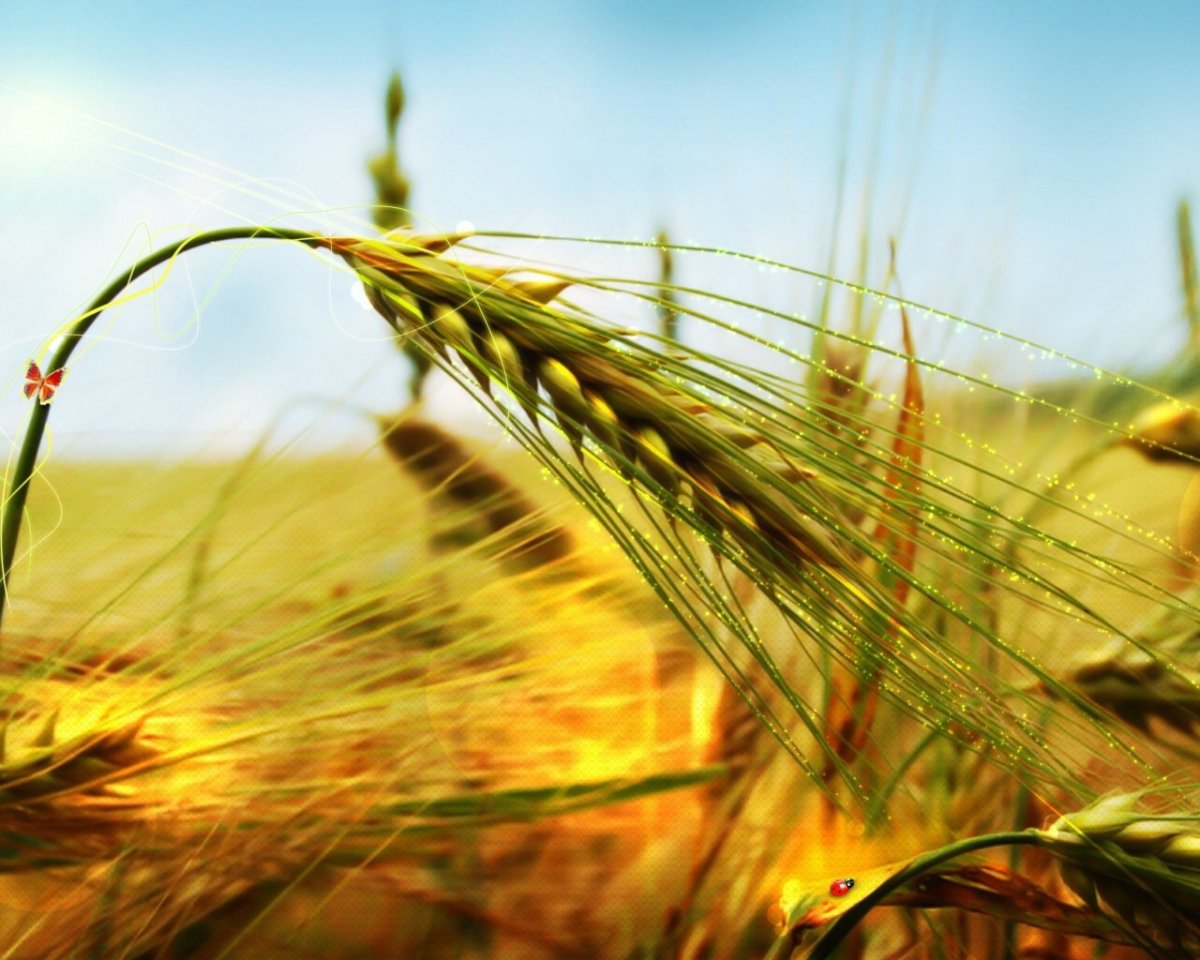 Поле пшеницы