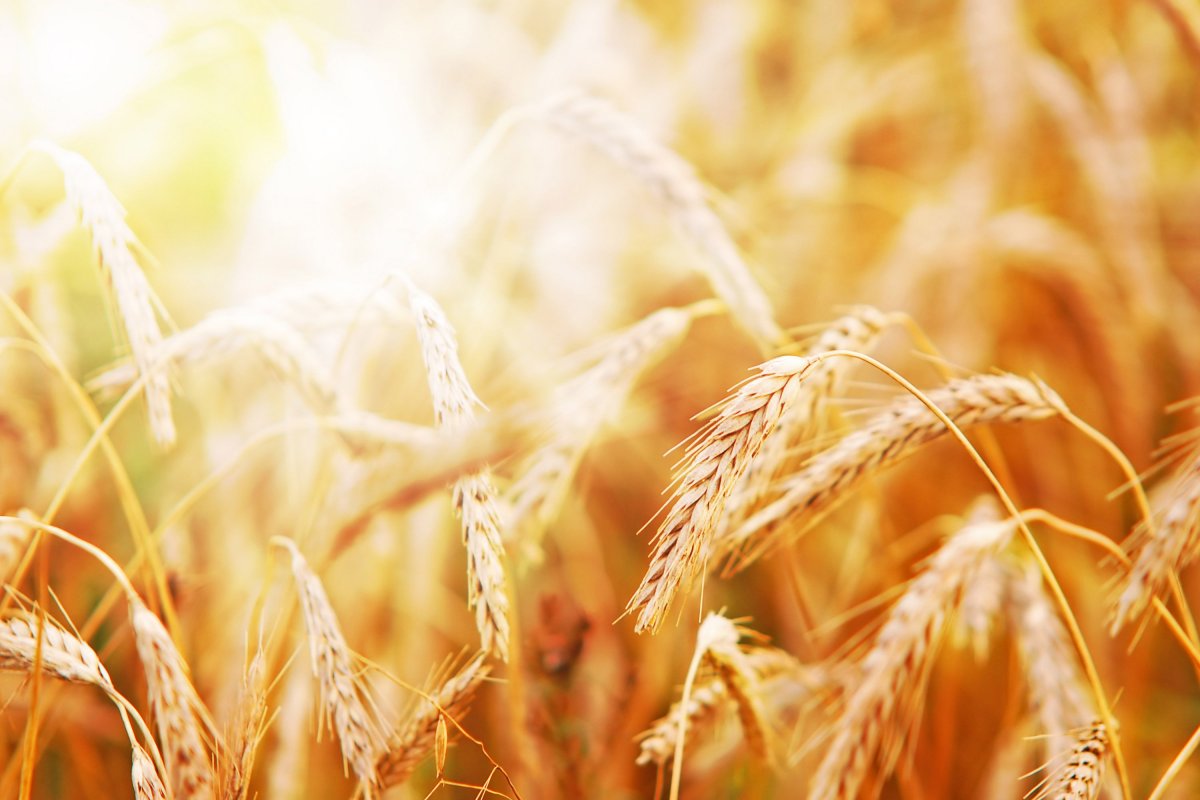 Пшеница фон